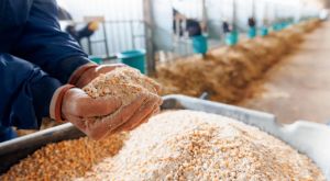 QUANTUM (фітаза) ― Products