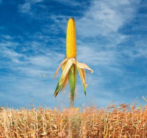 Econase XT ― Products