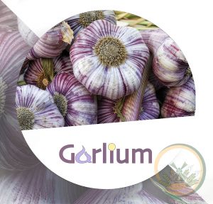 Захищений Екстракт часнику (ADM) ― Products